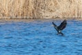 Great Cormorant spreading his wings on water