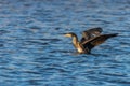Great Cormorant spreading his wings on water