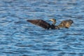 Great Cormorant spreading his wings on water