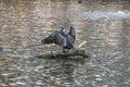 Great Cormorant Spreading Its Wings At Amsterdam The Netherlands 13-4-2018