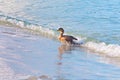 Great Cormorant In The Surf Royalty Free Stock Photo