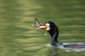 Great Cormorant trowing a fish in the air. Great Cormorant catching fish Royalty Free Stock Photo