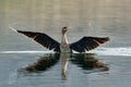 Great Cormorant Taking Off From The Water Surface