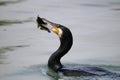 Great Cormorant trowing a fish in the air. Great Cormorant catching fish Royalty Free Stock Photo