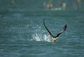 Great Cormorant uplifting to fly