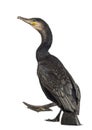 Great Cormorant walking, Phalacrocorax carbo Royalty Free Stock Photo