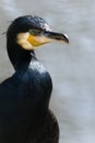 Great cormorant at the waterside Royalty Free Stock Photo