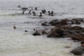 Great Cormorants and mallards in Baltic Sea near Gohren, Germany