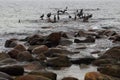 Great Cormorants in Baltic Sea near Gohren Germany