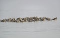 Great Cormorants Flock in the wetland