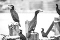 Great Cormorants Royalty Free Stock Photo