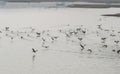 Great Cormorants Perching Playing in Water