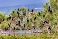 The great cormorants Phalacrocorax carbo in Bird sanctuary