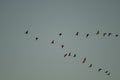 Great cormorants Phalacrocorax carbo in flight.