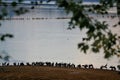 Great Cormorants (Phalacrocorax carbo) - Kerkini, Greece