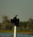 Great cormorants photo from marmoom Royalty Free Stock Photo