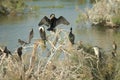 Great cormorants, reed cormorants and black-crowned night heron. Royalty Free Stock Photo