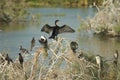 Great cormorants, reed cormorants and black-crowned night heron. Royalty Free Stock Photo