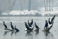 Great cormorants resting in the river. Group, early winter foggy morning. Beautiful scenery. Royalty Free Stock Photo