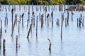 Great cormorants in Teich Bird Reserve, France