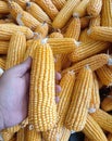 Great corn with a very pretty yellow color