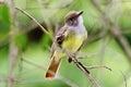 Great Crested Flycatcher