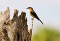 Great Crested Flycatcher