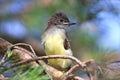 Great Crested Flycatcher Fledgling Royalty Free Stock Photo