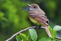 Great-Crested Flycatcher Royalty Free Stock Photo