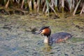 Great Crested Grebe Royalty Free Stock Photo