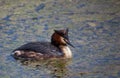 Great Crested Grebe Royalty Free Stock Photo