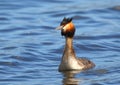 Great Crested Grebe Royalty Free Stock Photo