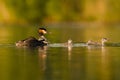 Great Crested Grebe Royalty Free Stock Photo
