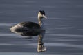 Great Crested Grebe