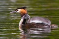 Great Crested Grebe Royalty Free Stock Photo