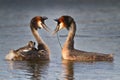 Great Crested Grebe Royalty Free Stock Photo