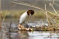 Great crested grebe Royalty Free Stock Photo