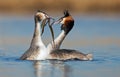 Great Crested Grebe Royalty Free Stock Photo