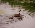 Great crested grebe Royalty Free Stock Photo