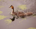 Great crested grebe Royalty Free Stock Photo