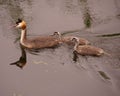 Great crested grebe Royalty Free Stock Photo