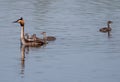 Great crested grebe and babies in the riv Royalty Free Stock Photo