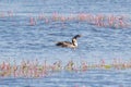 Great Crested Grebe Bird Royalty Free Stock Photo