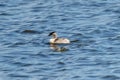 Great Crested Grebe Bird Royalty Free Stock Photo