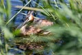 Great crested grebe Royalty Free Stock Photo
