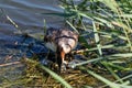 Great crested grebe Royalty Free Stock Photo