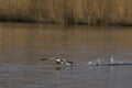 Great Crested Grebe cavorting on the Somerset Levels, United Kingdom