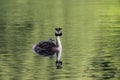 Great crested grebe with chick nestled in the back feathers