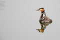 A Great crested Grebe with chicks Royalty Free Stock Photo