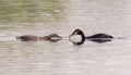 Great Crested Grebe With Chicks Royalty Free Stock Photo